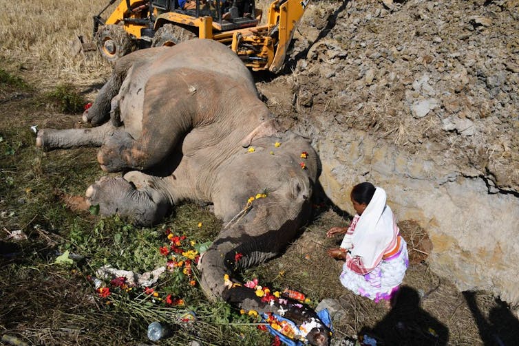 A dead elephant lays on its side, with flowers placed nearby, as a woman in a sari kneels nearby.