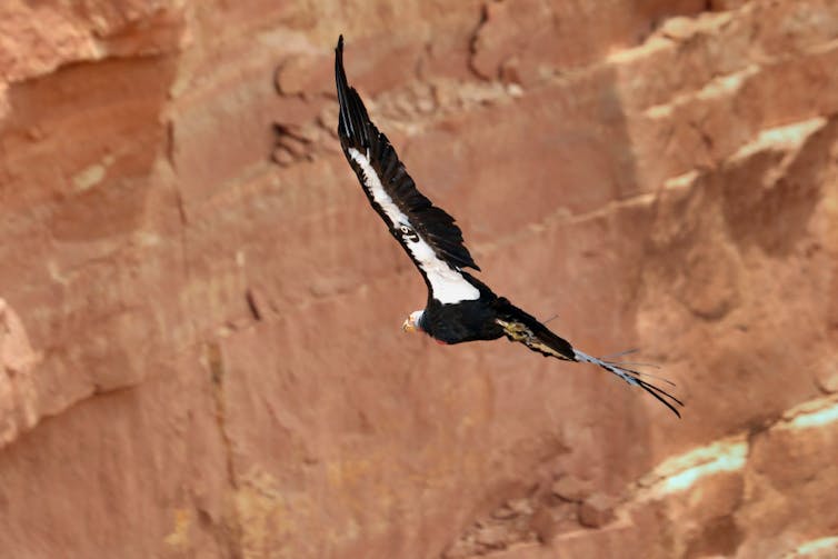 A large hawk-like bird soars over a canyon.