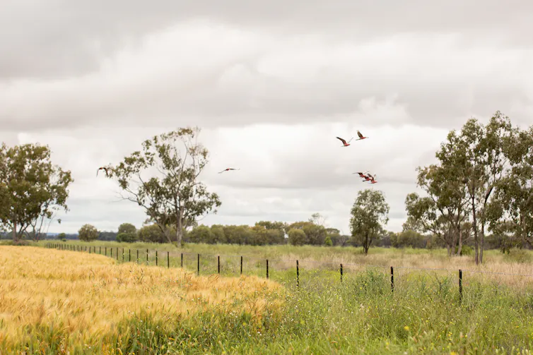 rural scene with wheat, weeds and trees