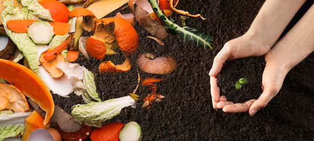 Food scraps for composting on a bed of soil with a woman holding soil in cupped hands including a green seedling, top view