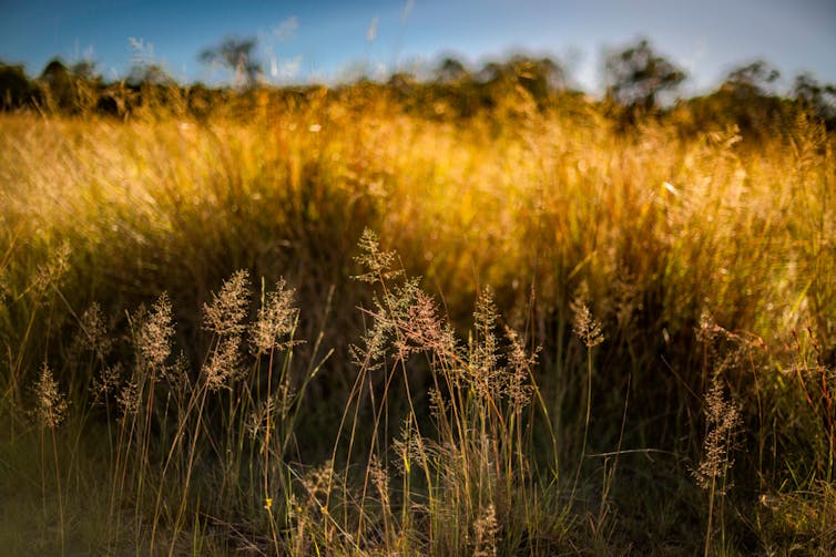 african love grass fronds