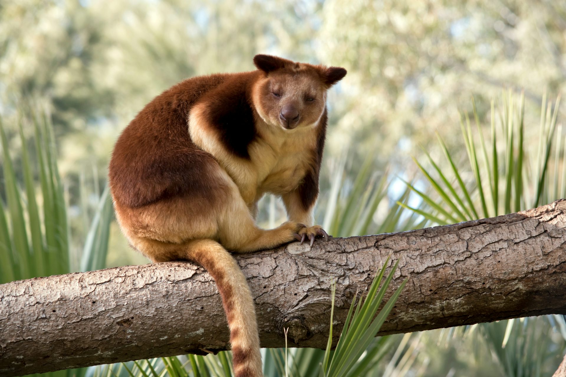 Giant tree-kangaroos once lived in unexpected places all over