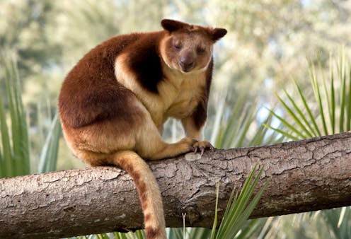 Giant tree-kangaroos once lived in unexpected places all over Australia, according to major new analysis