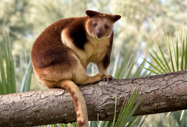 A russet, possum-like animal with cream coloured belly sitting on a tree branch