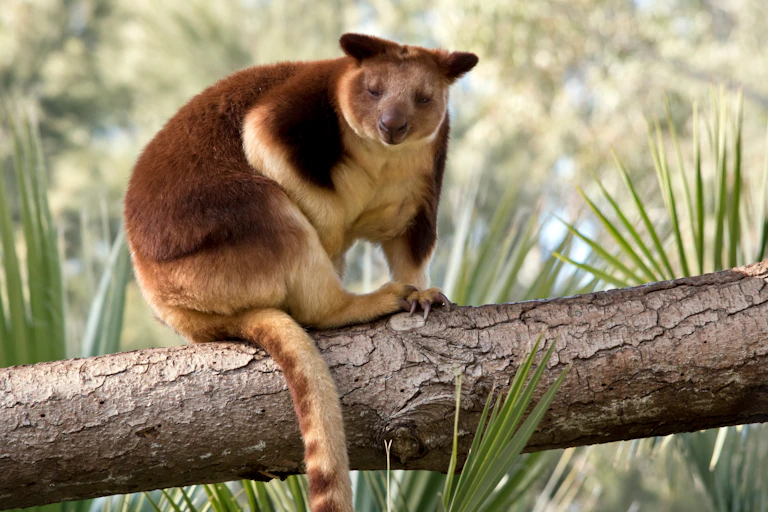 A russet, possum-like animal with cream coloured belly sitting on a tree branch