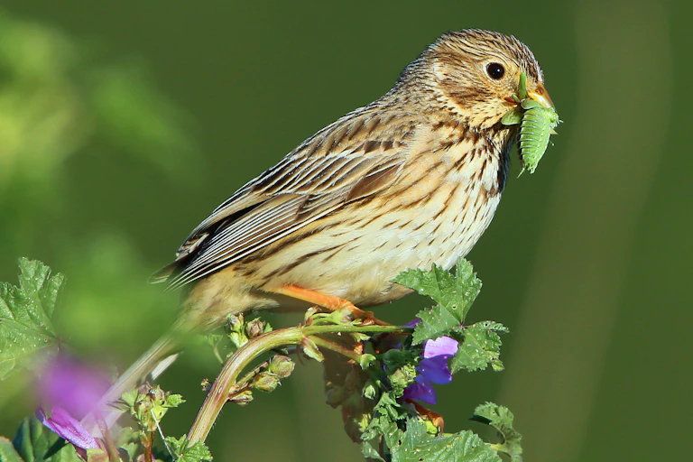 A passerine bird with white, spotted chest and brown and cream feathers.