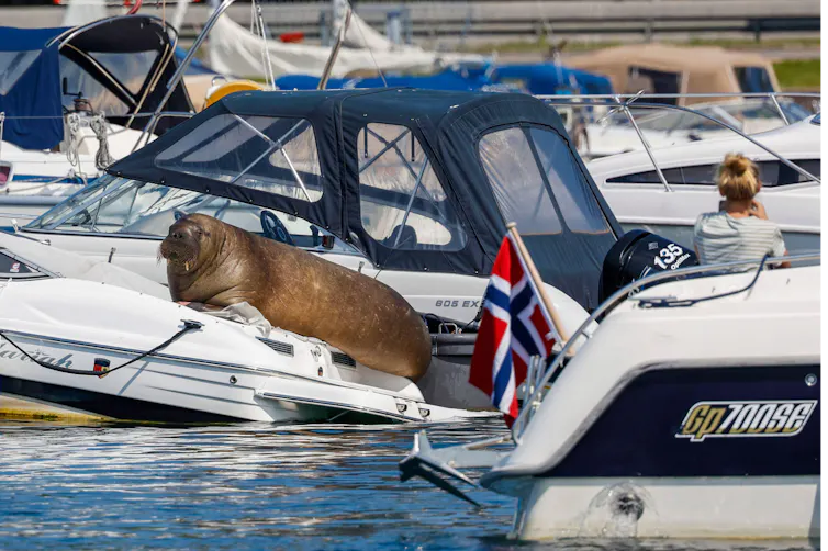 Freya the walrus sitting on a boat.