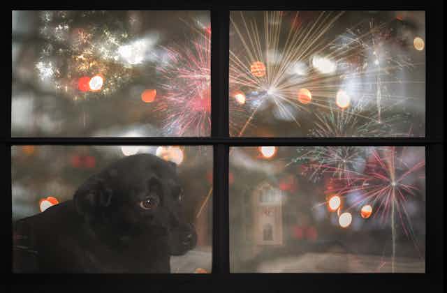 A dog watches fireworks outside a window