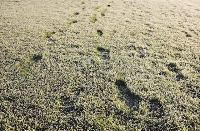 Frosty grass with footprints