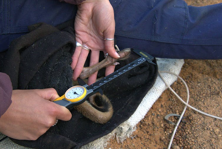 Conservation havens put endangered mammals at disadvantage
