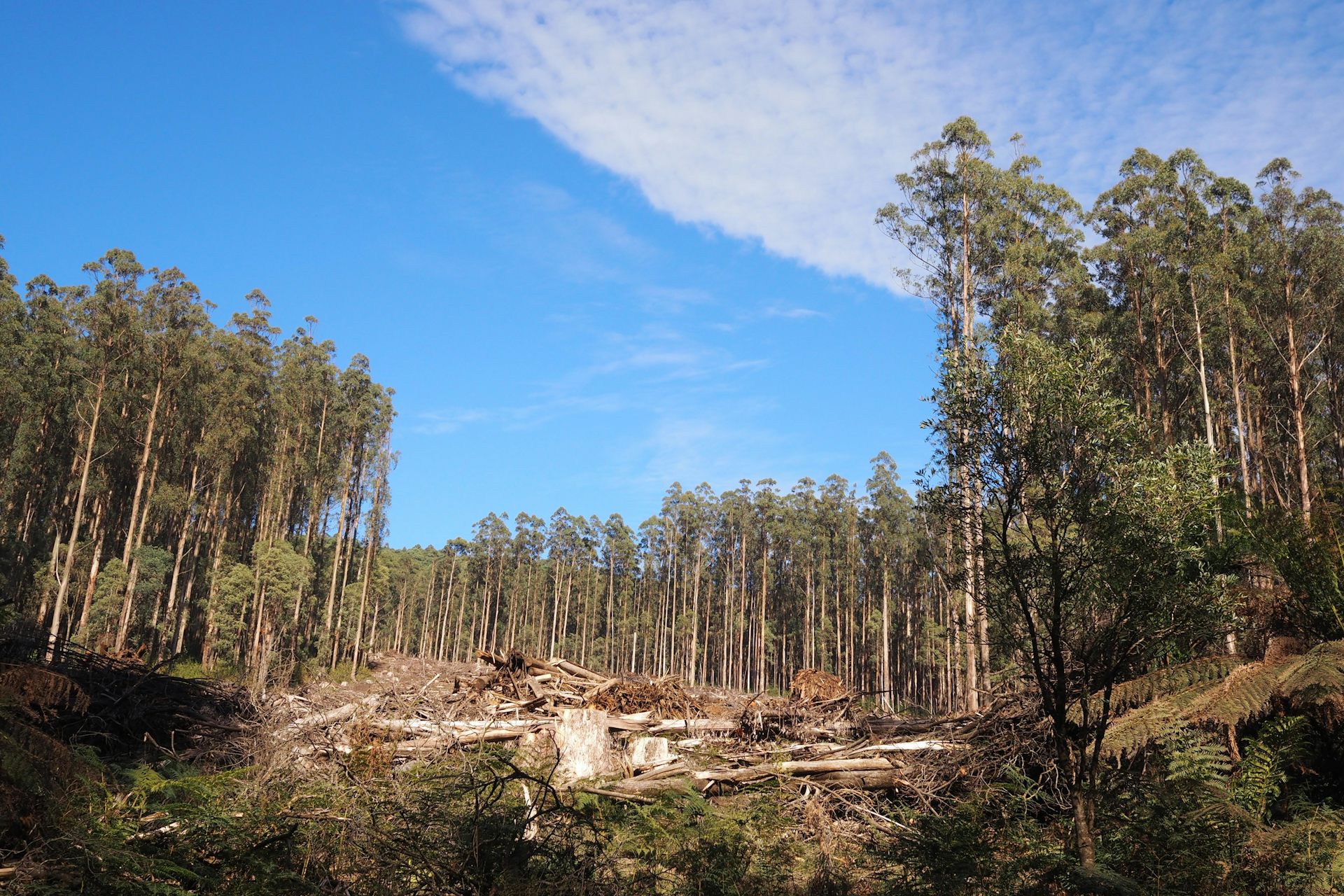 We Can't Just Walk Away After The Logging Stops In Victoria's Native ...