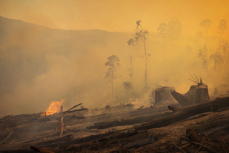 A logging area burnt after clearfelling.