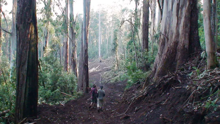 two people walk through forest