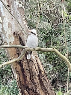 Kookaburra in a tree