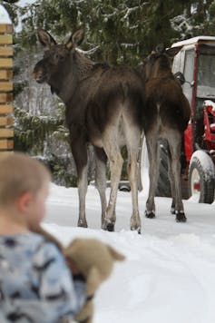 A small child is looking at two big big moose in the backyard.
