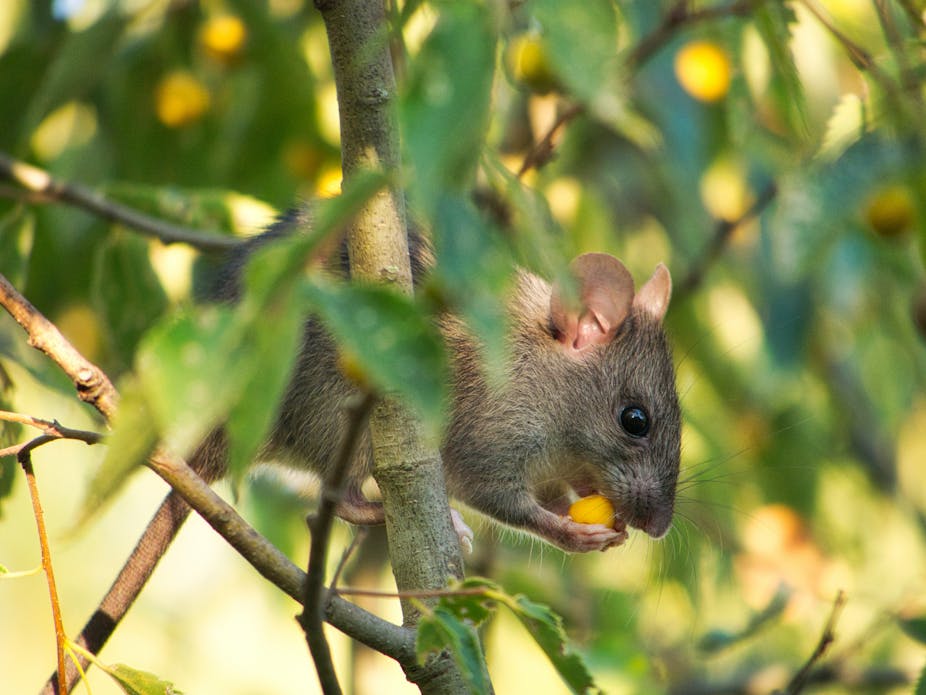 Une souris en train de manger un grain de maïs.
