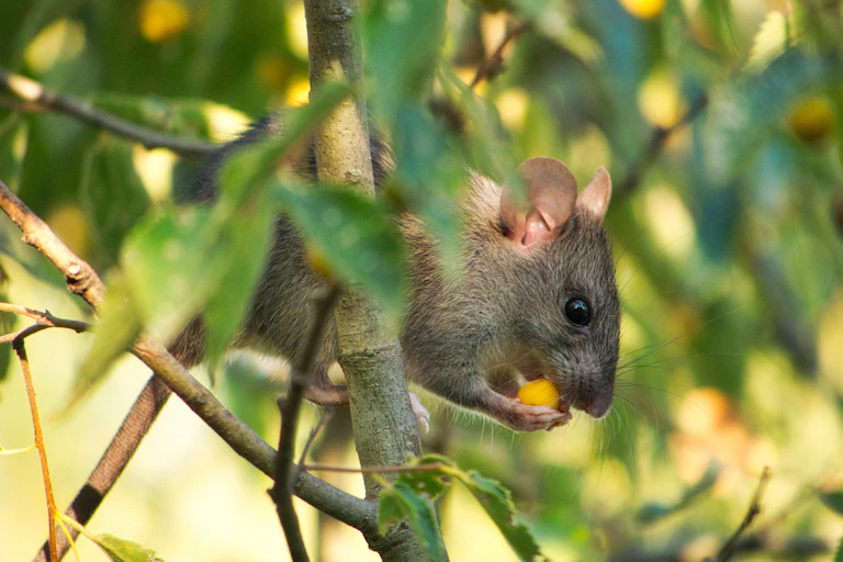 Une souris en train de manger un grain de maïs.