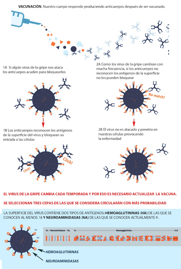 En el caso de la COVID, parece que sí tendremos que hacer con la vacuna lo mismo que con la gripe. ¿Por qué?