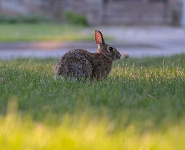 A bunny rabbit eating grass on a residential street.