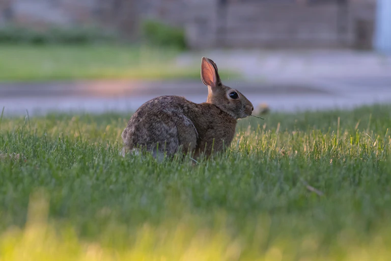 A bunny rabbit eating grass on a residential street.