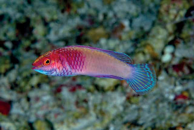A small fish with a bright pink front half and blue fins and tail