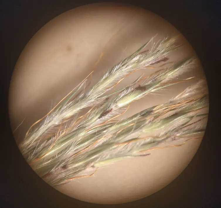 A microscope photo showing tiny grass flowers.