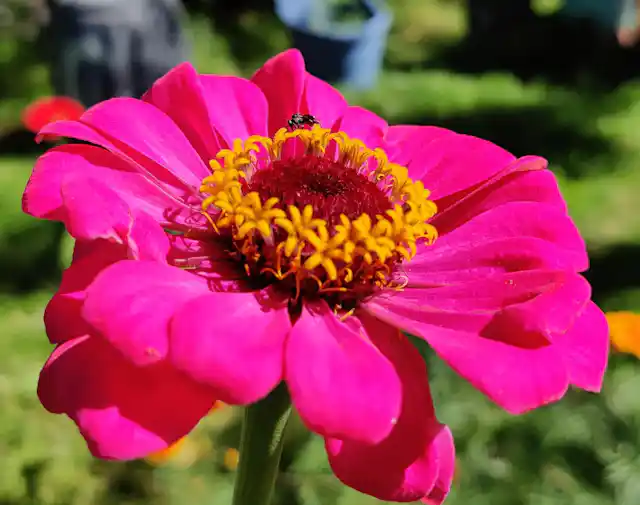 The World s First Flowers Were Pollinated By Insects the-world-s-first-flowers-were-pollinated-by-insects