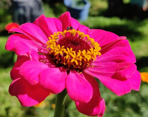 The world's first flowers were pollinated by insects