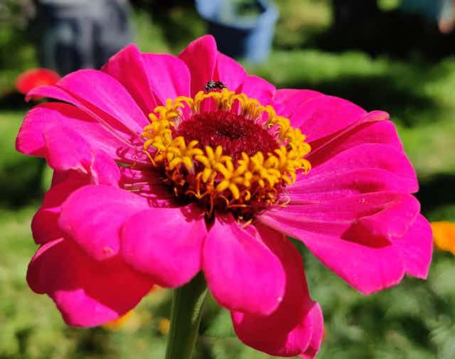 A photo showing a small black insect (an Australian native stingless bee Tetragonula carbonaria) visiting a bright pink flower (a zinnia)