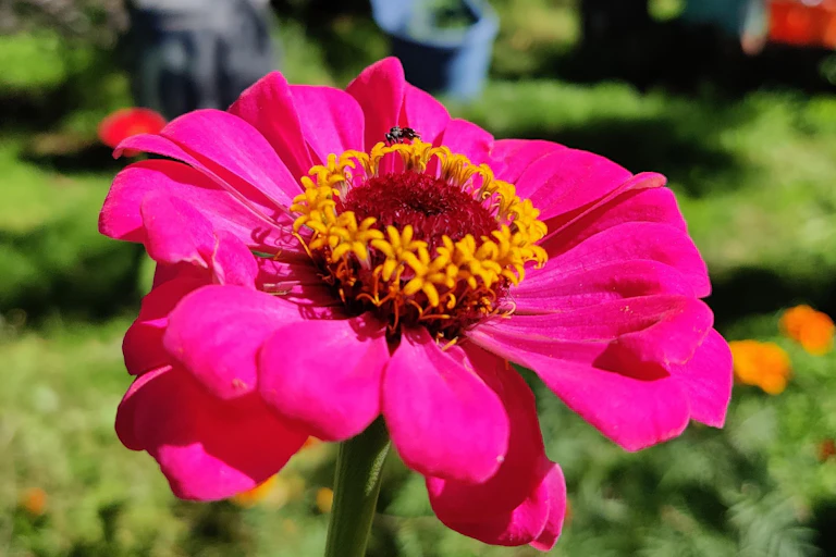 A photo showing a small black insect (an Australian native stingless bee Tetragonula carbonaria) visiting a bright pink flower (a zinnia)