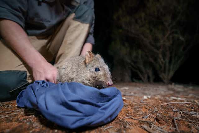 small furry mammal ready for release