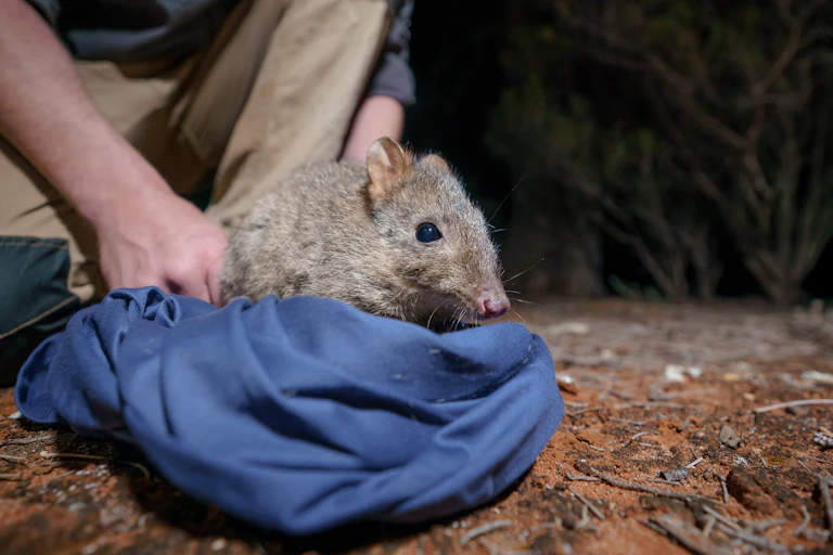 small furry mammal ready for release