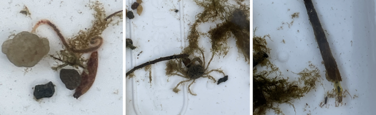 freshwater invertebrates