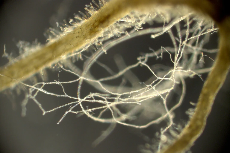 Mycorrhizal