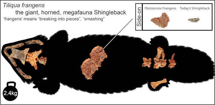 A black silhouette of a chunky shingleback skink viewed from directly above, with some of the fossil bones placed where they would have been in-life. An inset shows the side-view of a single piece of the armour plating, with Frangens armour showing a tall spine