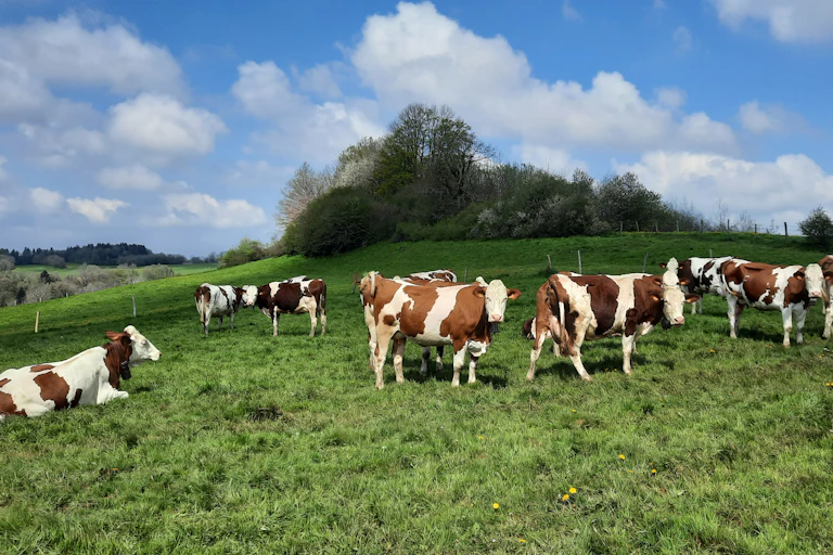 paysage de prairie avec des vaches
