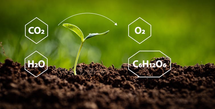 Representation of chemical reactions in the photosynthesis process with formulas of carbon dioxide, water, oxygen and glucose placed around just emerged plant on fertile soil.