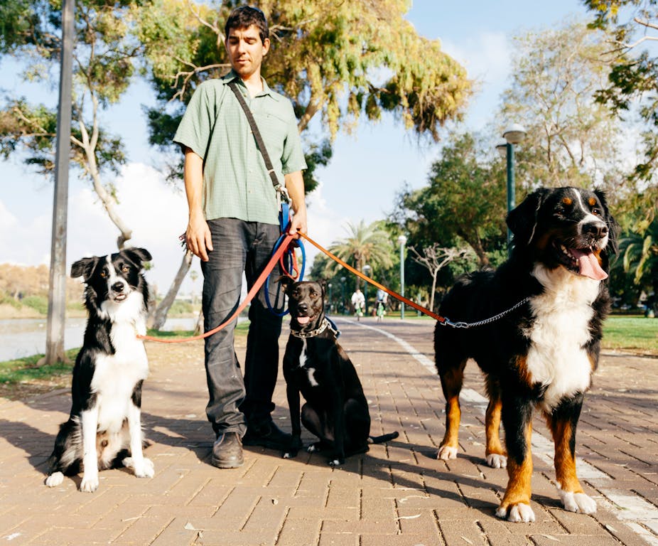 A man with three dogs in a park on a sunny day.