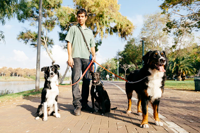 A man with three dogs in a park on a sunny day.