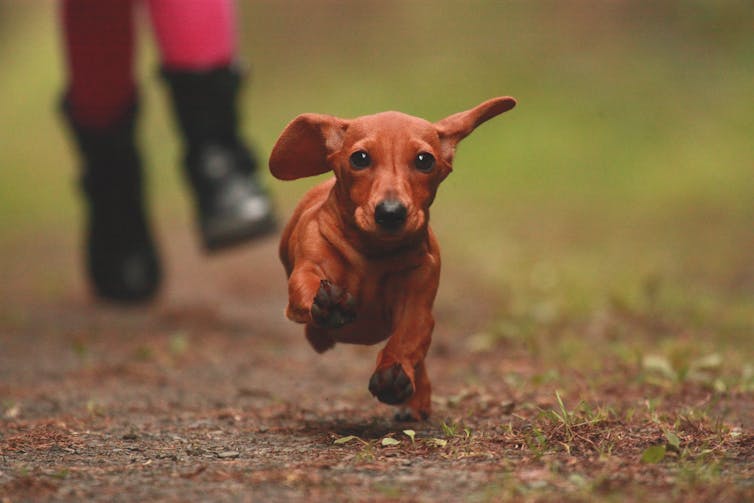 Un perro salchicha corriendo hacia la cámara.