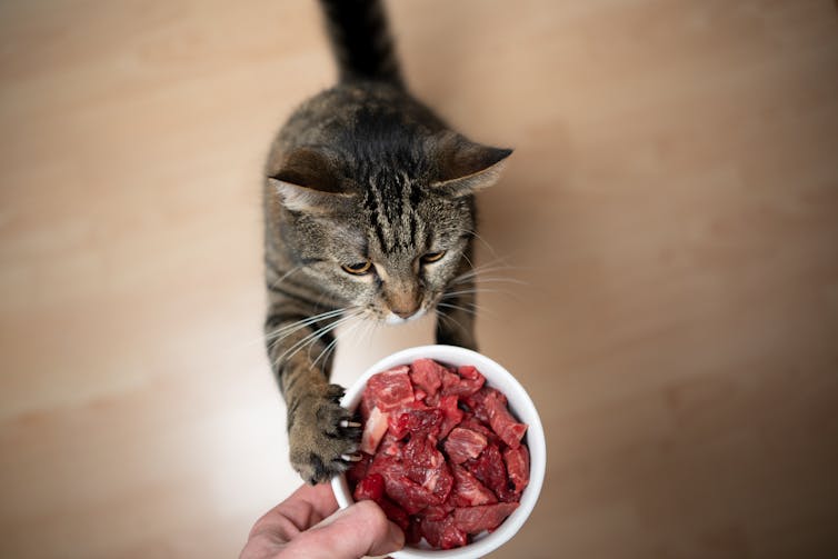 Tabby cat rearing up to reach a feeding dish containing raw meat.