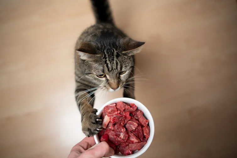 Tabby cat rearing up to reach a feeding dish containing raw meat.