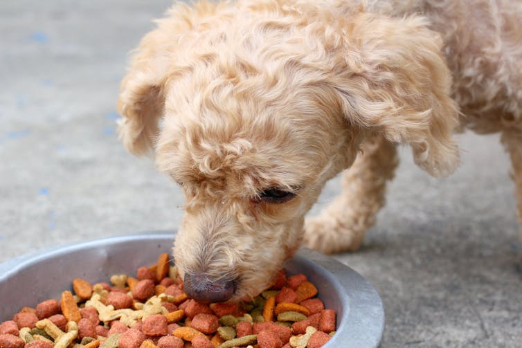 A dog eating dry food.