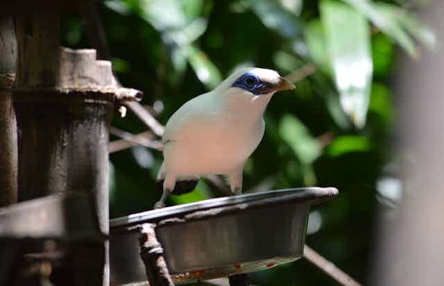 A white bird with blue eye patch and yellow beak.
