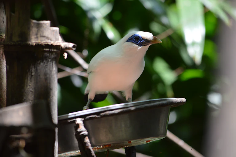 A white bird with blue eye patch and yellow beak.