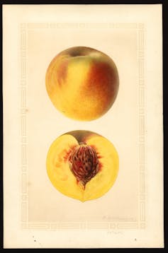 Watercolor image of whole and half Elberta peach.