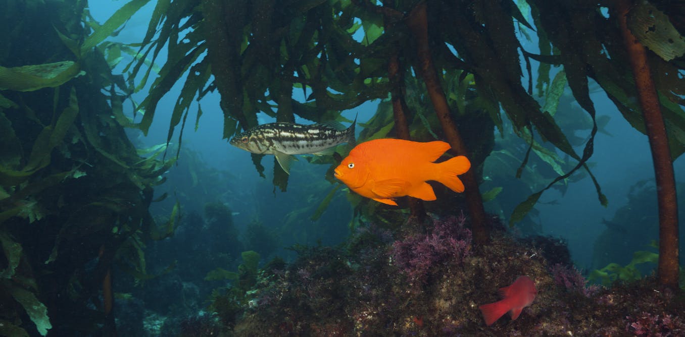 Protecting the ocean: 5 essential reads on invasive species, overfishing and other threats to sea lifeHumans rely on the ocean for many things, ...