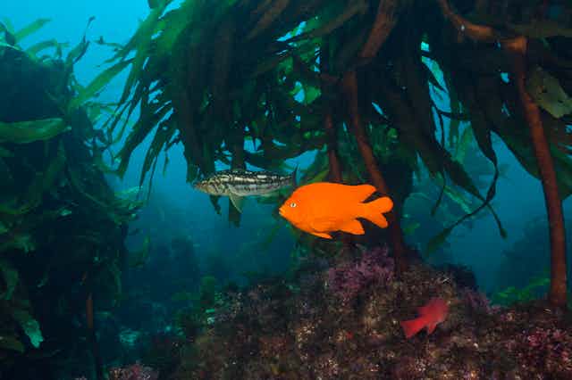 Small fish swim beneath kelp fronds