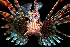 A red-and-white striped fish with long spines in closeup.