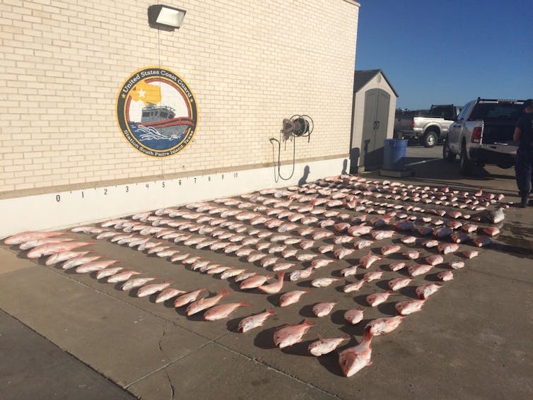 Dozens of dead red snapper arranged in rows on a pier.